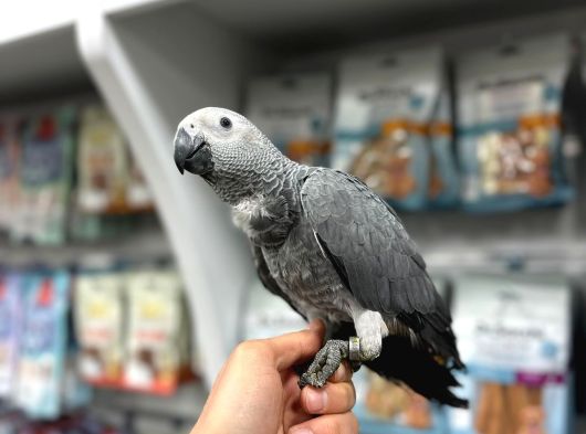 5 Aylik Tamamen Evci̇l Ve Uysal El Besleme Bebek Jako Papağan
