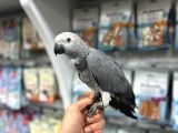 5 Aylik Tamamen Evci̇l Ve Uysal El Besleme Bebek Jako Papağan