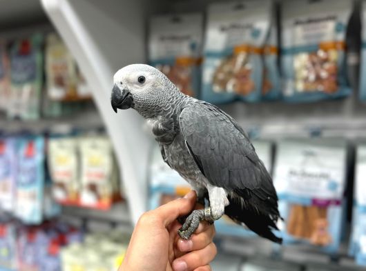 5 Aylik Tamamen Evci̇l Ve Uysal El Besleme Bebek Jako Papağan görsel