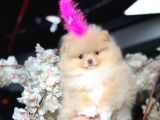 Ayicik Surat Pomerani̇an Boo Ruhsatlı Işletmeden