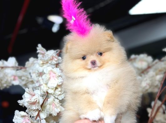 Ayicik Surat Pomerani̇an Boo Ruhsatlı Işletmeden görsel