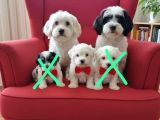 MALTESE TERRİER CİNSİ YAVRULAR