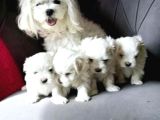 Maltese Terri̇er Ci̇nsi̇ Yavrular