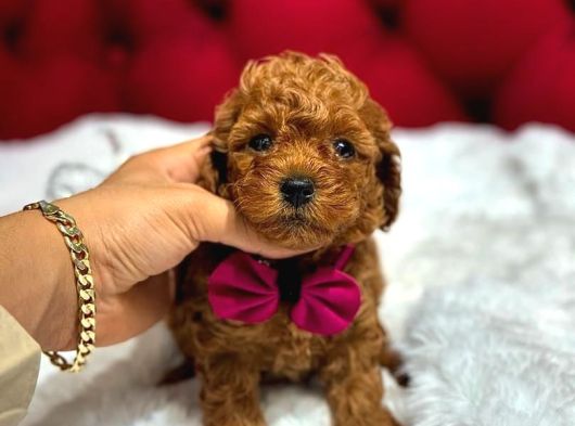 KORE TOY POODLE ruhsatlı işletmeden