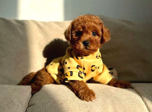 Yumuk Yumuk A kalite ev üretimi toy poodle yavrular