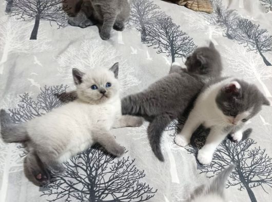 Bicolour Blue Show Bebekler görsel