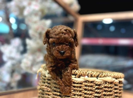 Kore Toy Poodle Ruhsatlı Işletmeden görsel