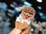 Ayicik Surat Pomerani̇an Boo Ruhsatlı Işletmeden