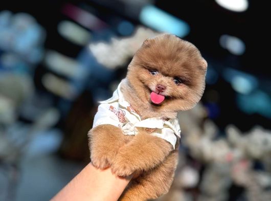 Ayicik Surat Pomerani̇an Boo Ruhsatlı Işletmeden görsel