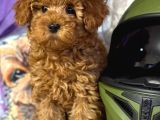 Mükemmel A Kalite Toy Poodle Yavrularımız
