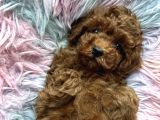 Ev Doğumu Poodle Bebekler
