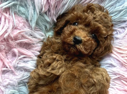 Ev Doğumu Poodle Bebekler görsel