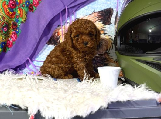 Mükemmel A Kalite Toy Poodle Yavrularımız görsel