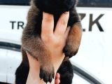 Belçika Malinois Yavrular