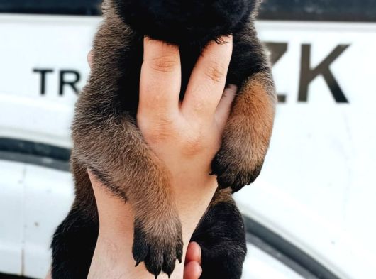 Belçika Malinois Yavrular görsel