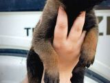 Belçika Malinois Yavrular