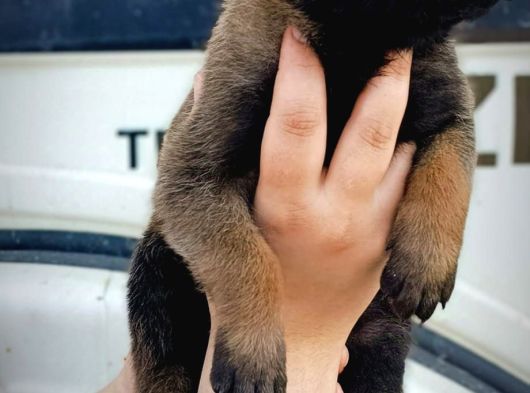 Belçika Malinois Yavrular görsel