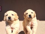 Mükemmel Golden Retriever