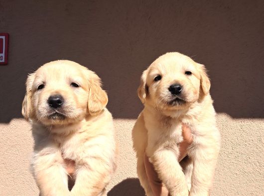 Mükemmel Golden Retriever görsel