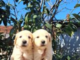 Mükemmel Golden Retriever
