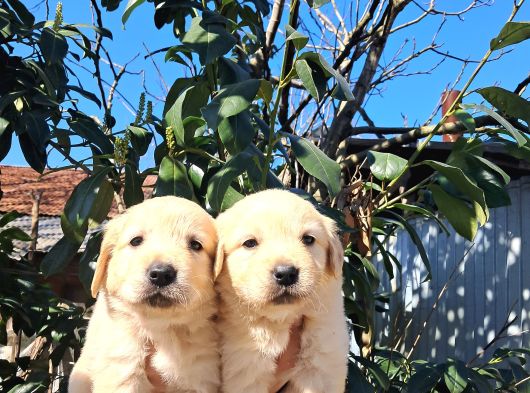 Mükemmel Golden Retriever görsel