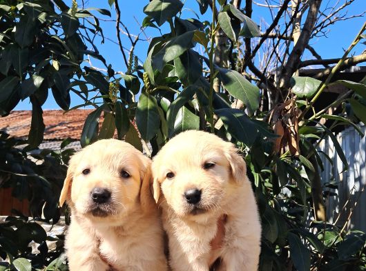 Mükemmel Golden Retriever görsel
