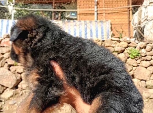 Alman Çoban Yavrular Show Kalite görsel