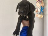 Cane corso yavrularımız