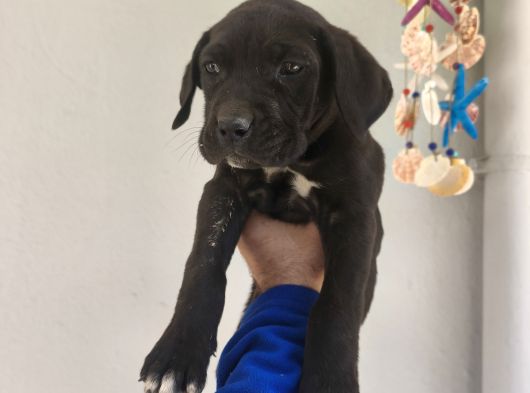 Cane Corso Yavrularımız