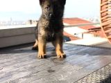 A Kalite Elma Kurtcukları