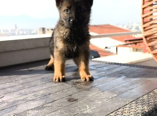 A Kalite Elma Kurtcukları görsel