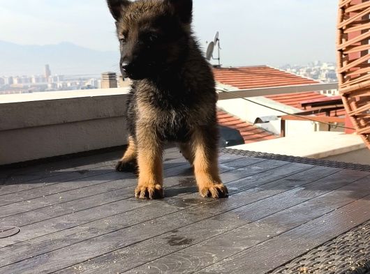 A Kalite Elma Kurtcukları görsel