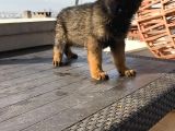 A Kalite Elma Kurtcukları