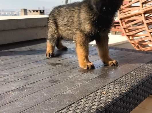 A Kalite Elma Kurtcukları görsel