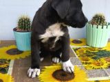 Cane Corso Yavrularımız