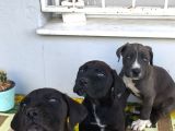 Cane Corso Yavrularımız