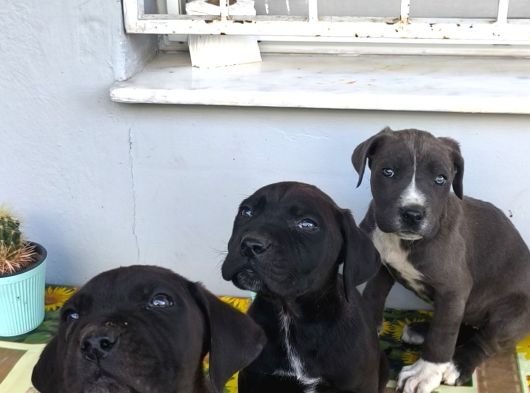 Cane Corso Yavrularımız görsel