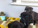 Cane Corso Yavrularımız