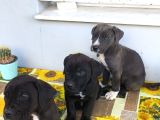 Cane Corso Yavrularımız