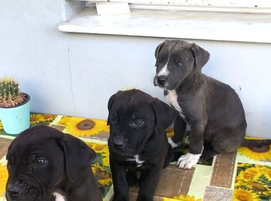 Cane Corso Yavrularımız görsel