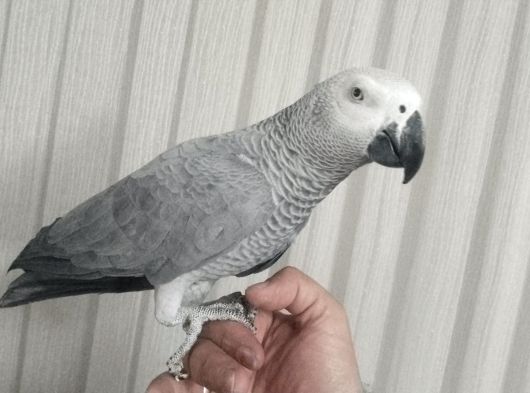 Papağan Çeşitlerimiz Mevcuttur Evcilpet54 Sakarya görsel