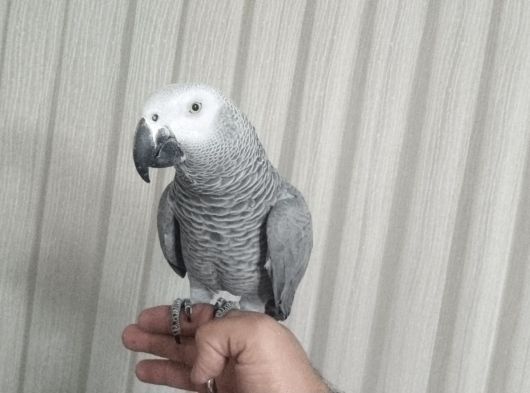 Papağan Çeşitlerimiz Mevcuttur Evcilpet54 Sakarya görsel