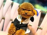 Toy Poodle Sevi̇mli̇ Yavrular Ev Üreti̇mi̇