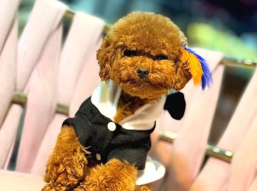 Toy Poodle Sevi̇mli̇ Yavrular Ev Üreti̇mi̇ görsel