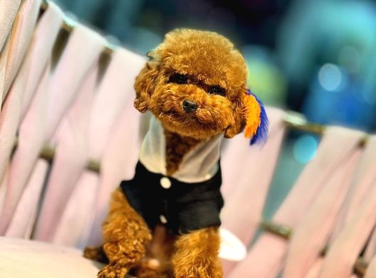 Toy Poodle Sevi̇mli̇ Yavrular Ev Üreti̇mi̇
