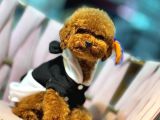 Toy Poodle Sevi̇mli̇ Yavrular Ev Üreti̇mi̇