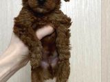 TOY POODLE SEVİMLİ YAVRULAR EV ÜRETİMİ