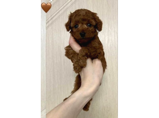 Toy Poodle Sevi̇mli̇ Yavrular Ev Üreti̇mi̇ görsel
