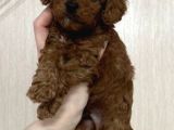Toy Poodle Sevi̇mli̇ Yavrular Ev Üreti̇mi̇