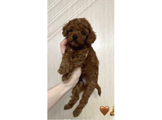 Toy Poodle Sevi̇mli̇ Yavrular Ev Üreti̇mi̇ görsel
